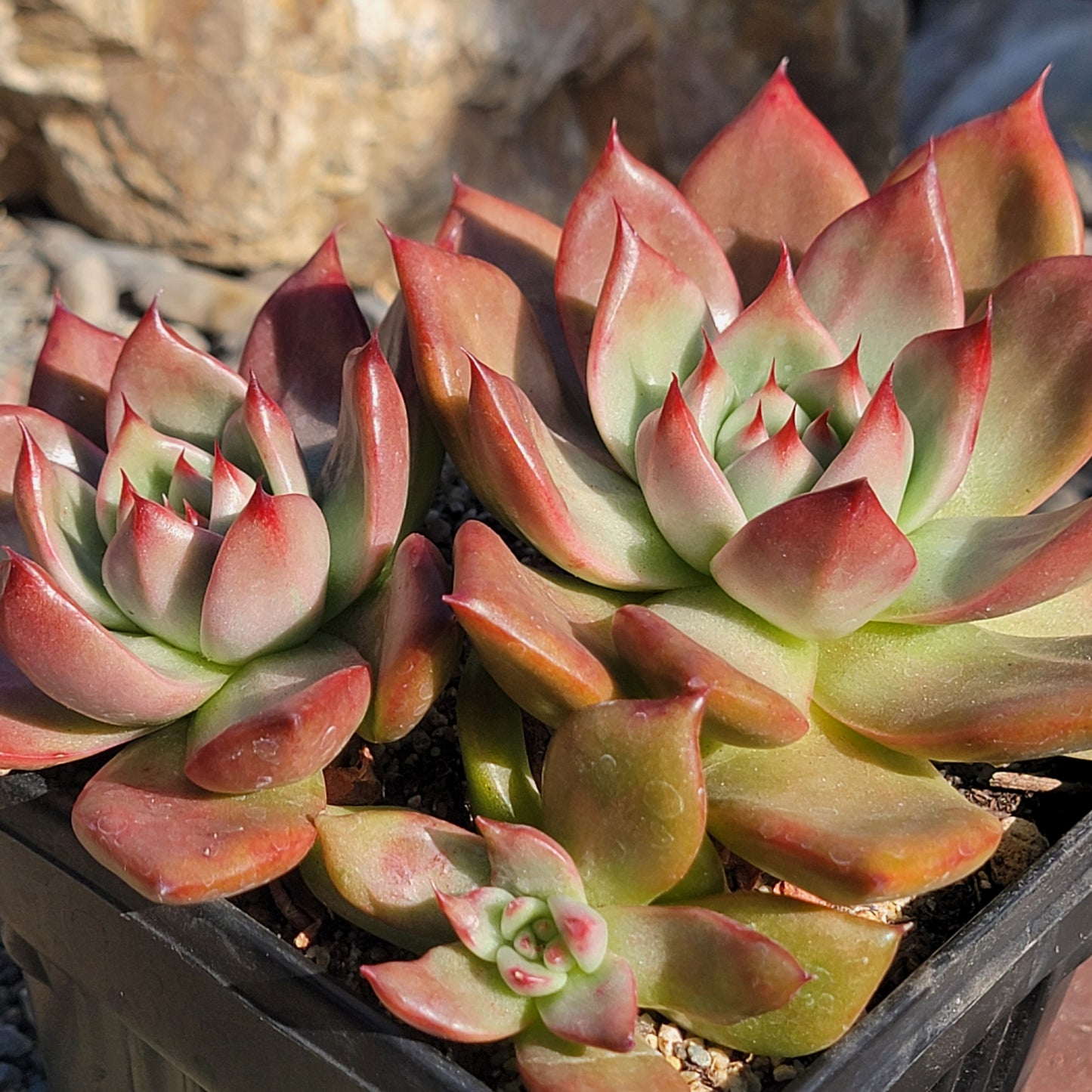 Echeveria agavoides 'Armstrong'