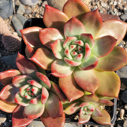 Echeveria agavoides 'Armstrong'