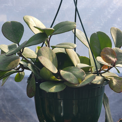 Hoya Obovata Splash