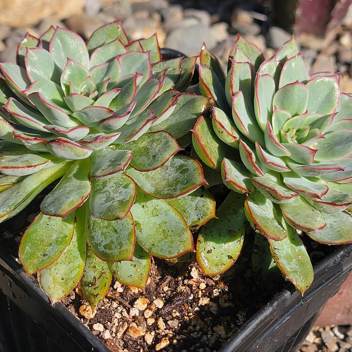 Grappe d'Echeveria 'Pulidonis'