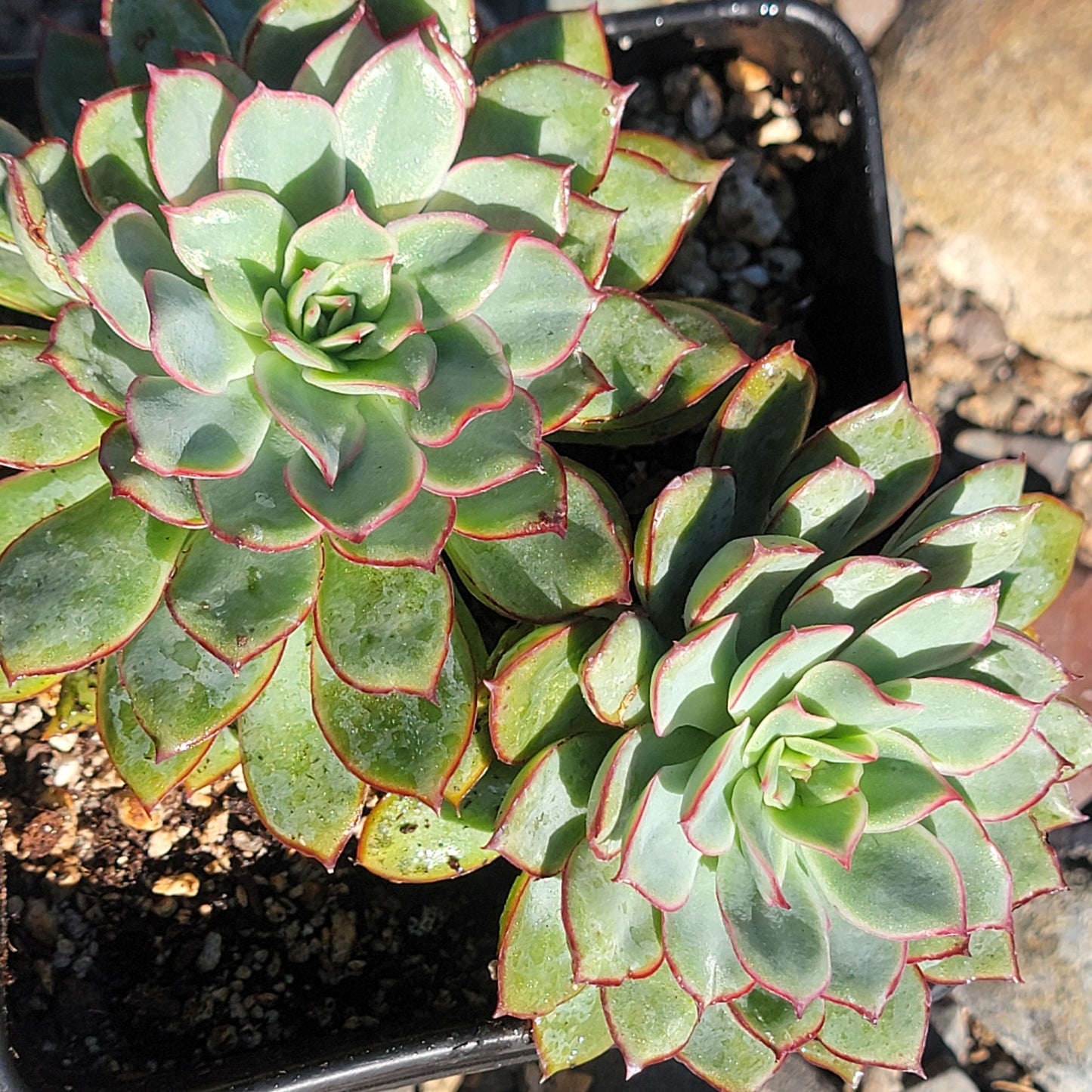 Grappe d'Echeveria 'Pulidonis'