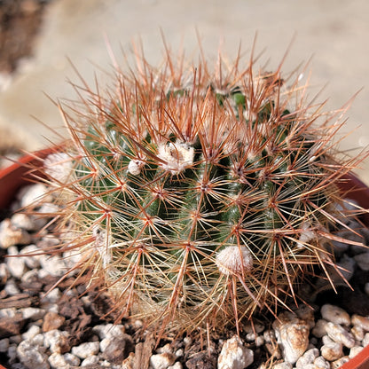 Parodia Warasii