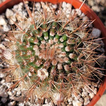 Parodia Warasii