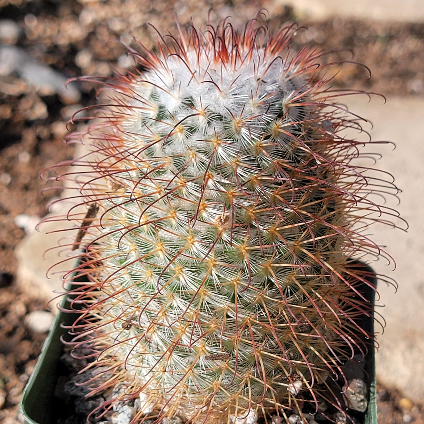 Mammillaria Bombycina