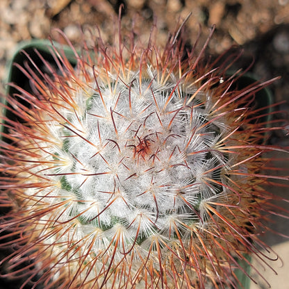 Mammillaria Bombycina