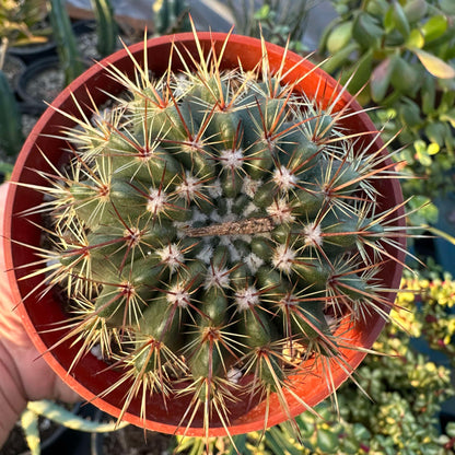 Echinocactus grusonii var brevispinus