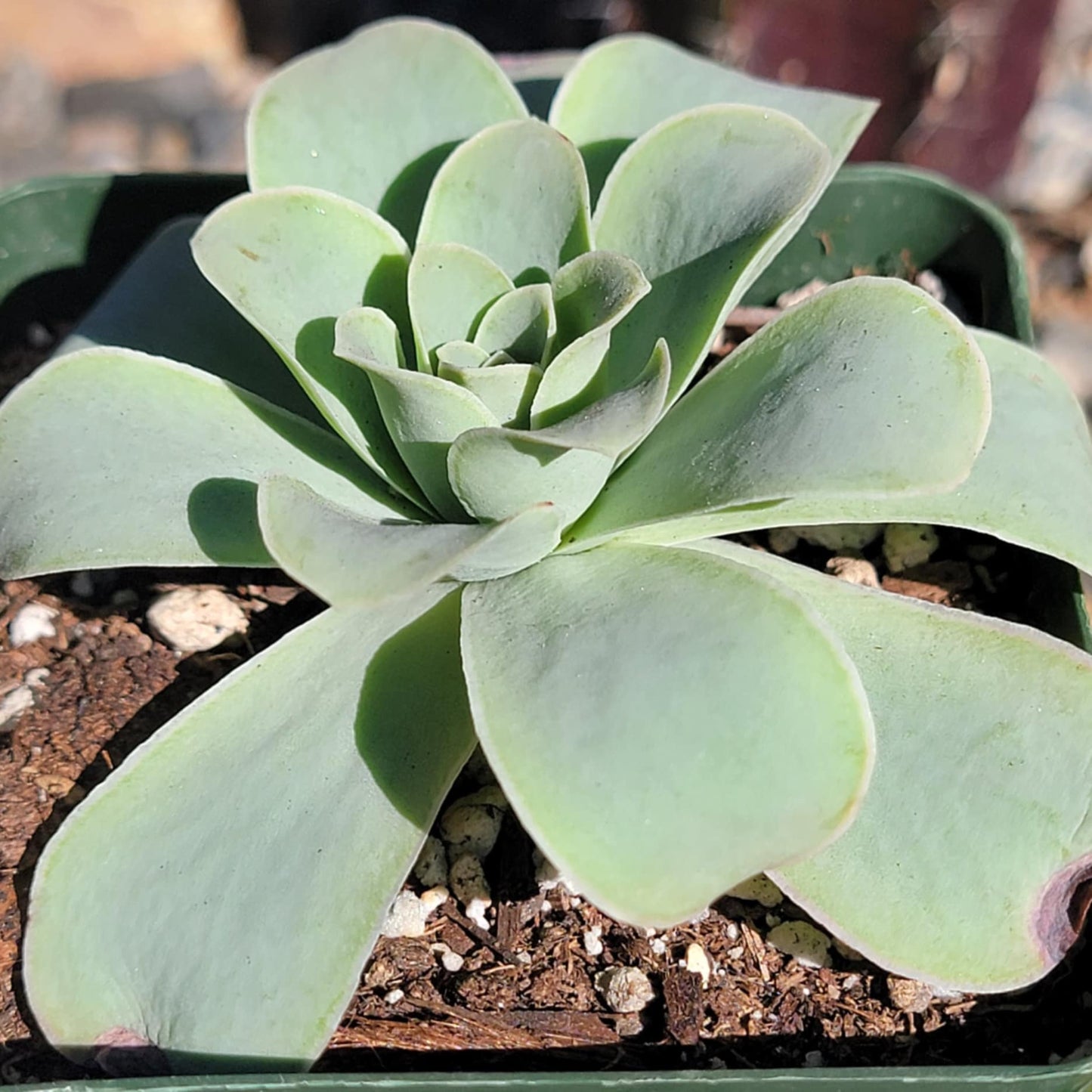 Echeveria Greenovia 'Pink Mountain Rose'