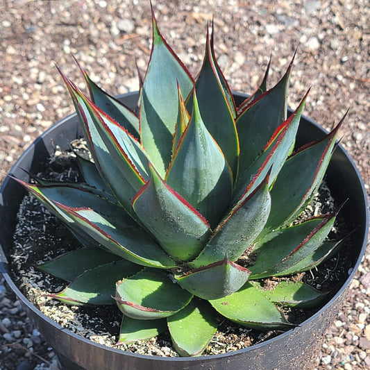 Agave "Blue Glow'
