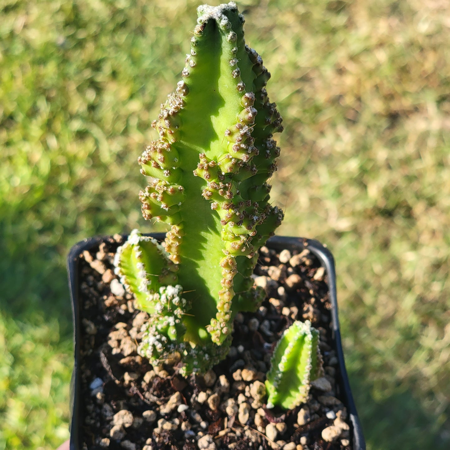 Cereus tetragonus, monstruosa 'Cactus de cuento de hadas'