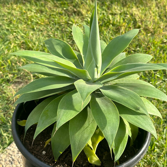 Agave 'Attenuata' 'Foxtail Agave'