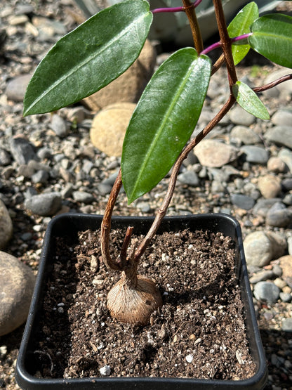 Petopentia natalensis
