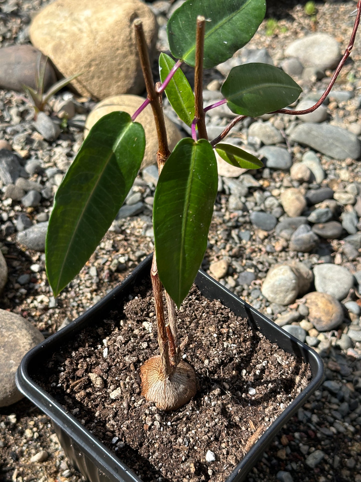 Petopentia natalensis