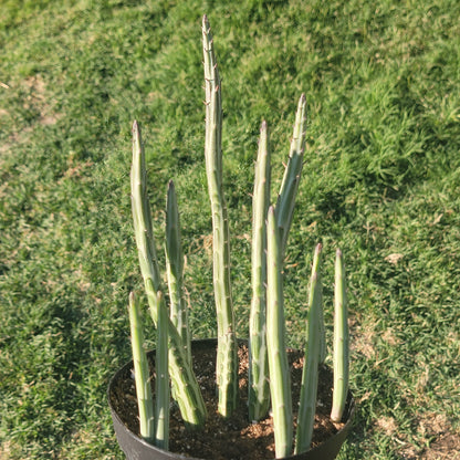 Kleinia stapeliiformis 'Plante de cornichon'