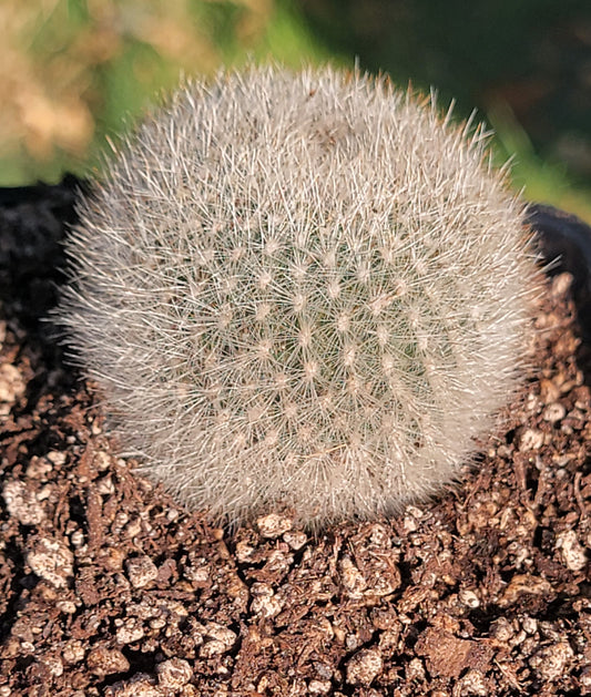 Rebutia Fiebrigii 'Cactus à couronne orange'
