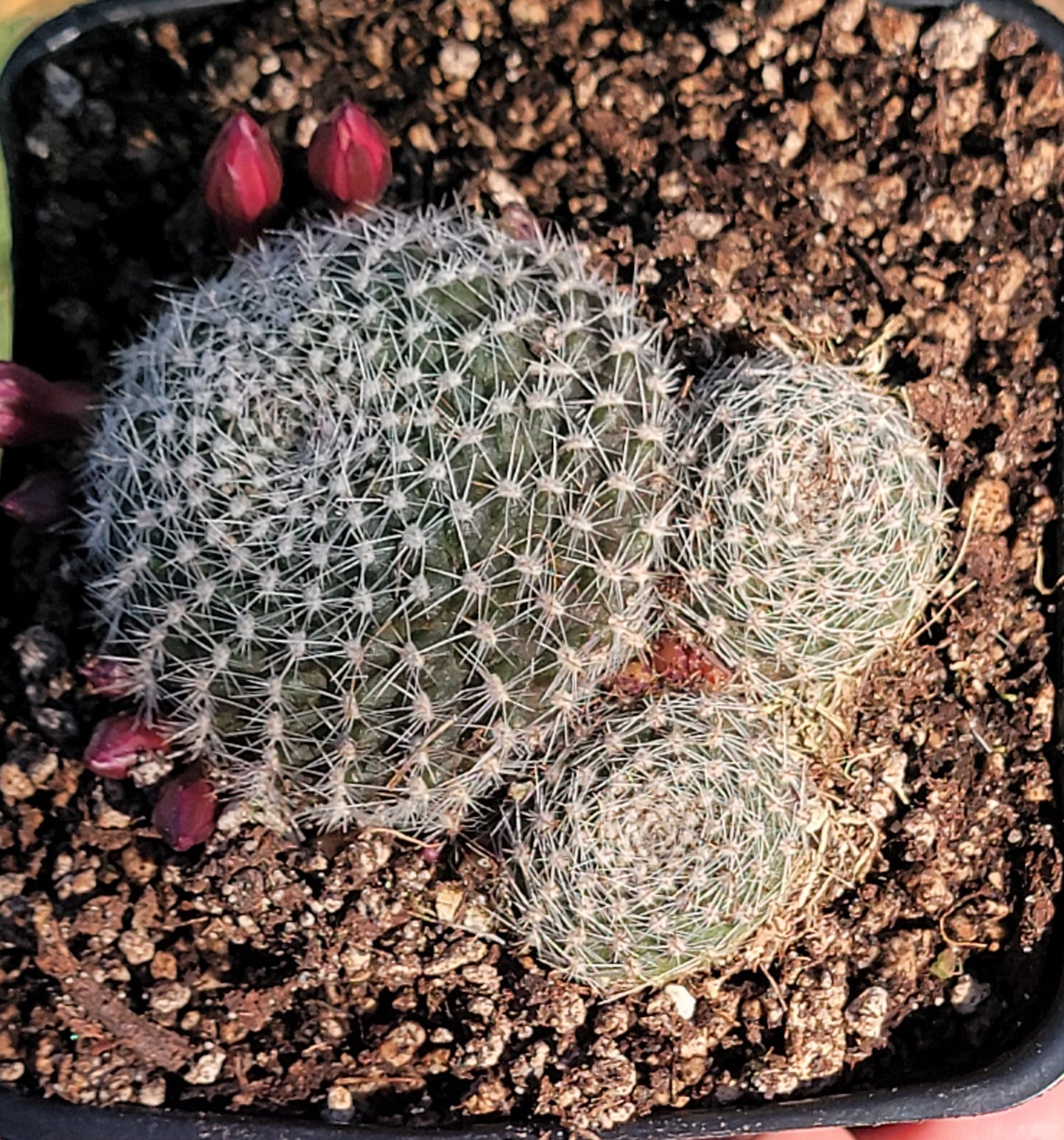 Rebutia Minuscula 'Cactus de corona roja'