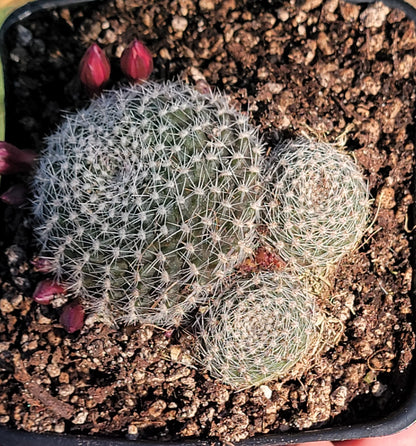Rebutia Minuscula 'Cactus à couronne rouge'