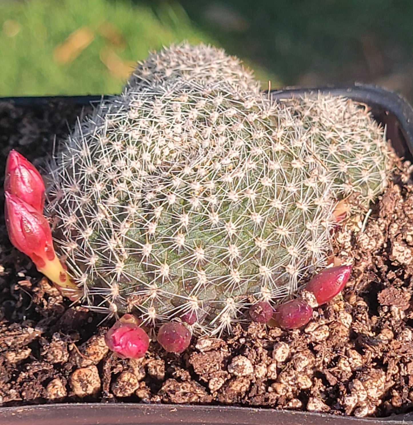 Rebutia Minuscula 'Cactus à couronne rouge'