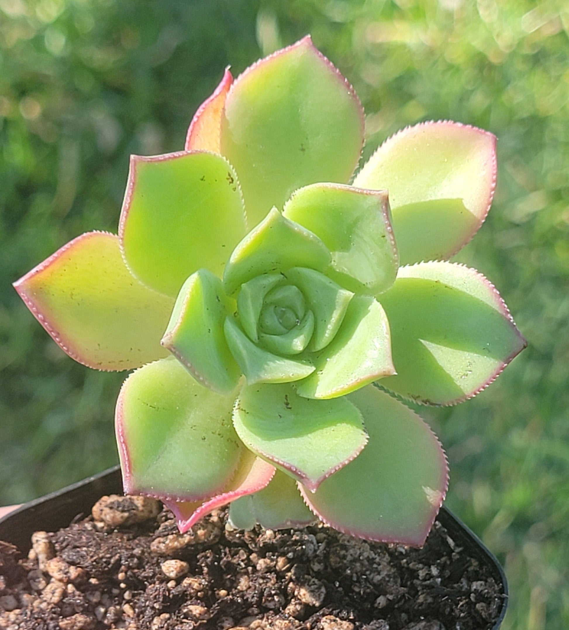 pinwheel succulent care Aeonium Haworthii 'Pinwheel' – DesertScapeSucculent