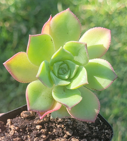 Aeonium Haworthii 'Pinwheel'