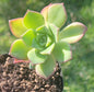 Aeonium Haworthii 'Pinwheel' - Single 3 InchA - DesertScapeSucculent