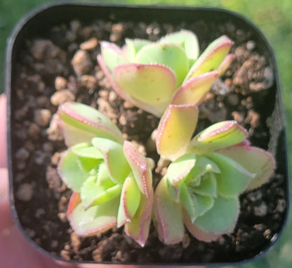 Aeonium Haworthii 'Pinwheel'