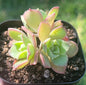 Aeonium Haworthii 'Pinwheel' - Cluster 3 Inch A - DesertScapeSucculent