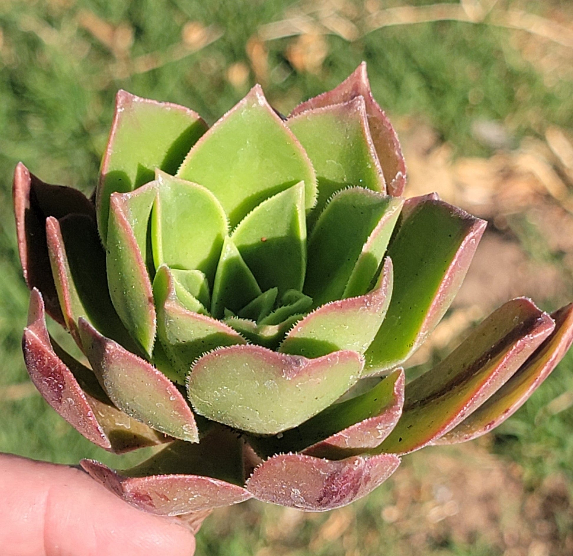 DesertScapeSucculent Single 4A Aeonium Leucoblepharum