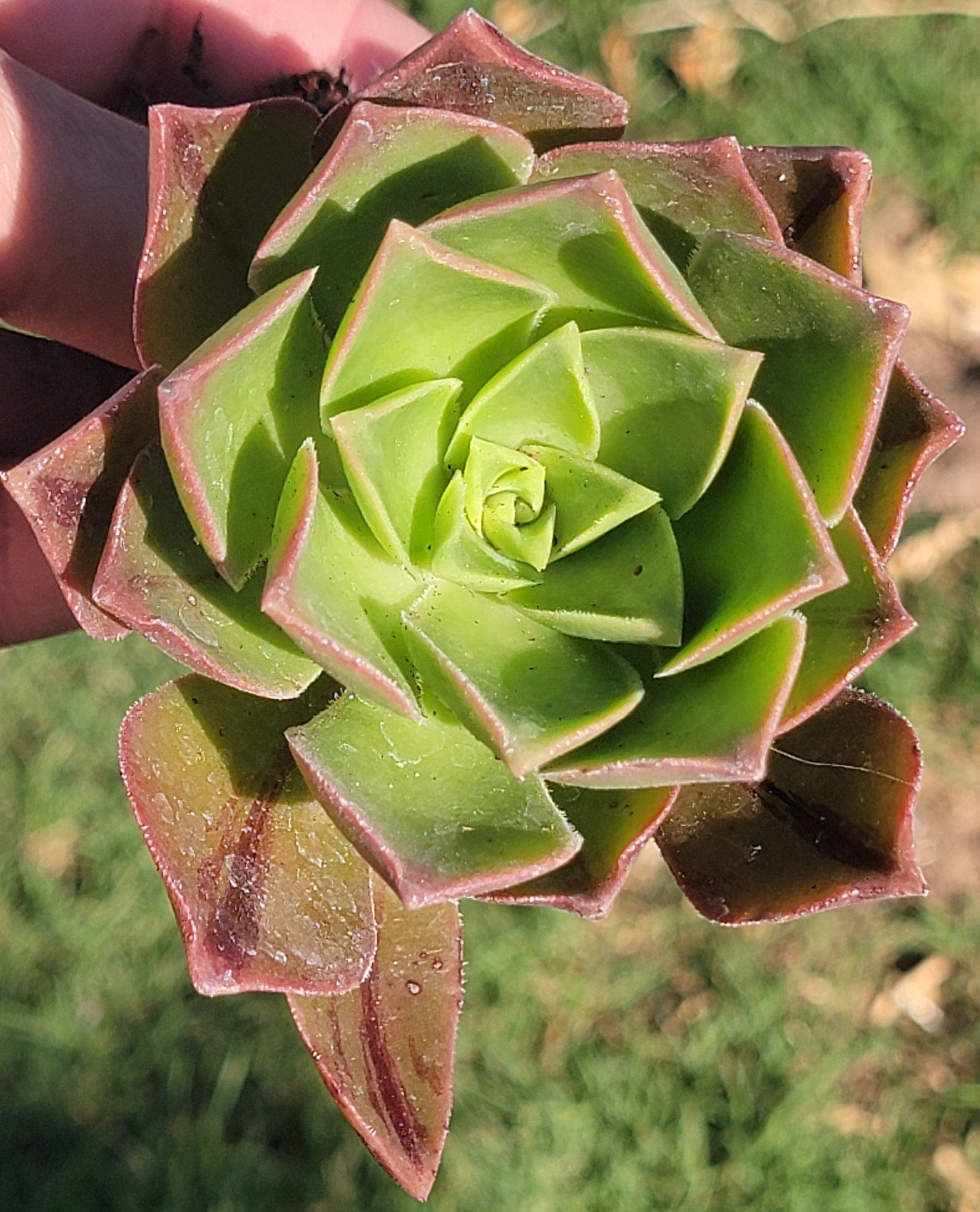 DesertScapeSucculent Single 4A Aeonium Leucoblepharum