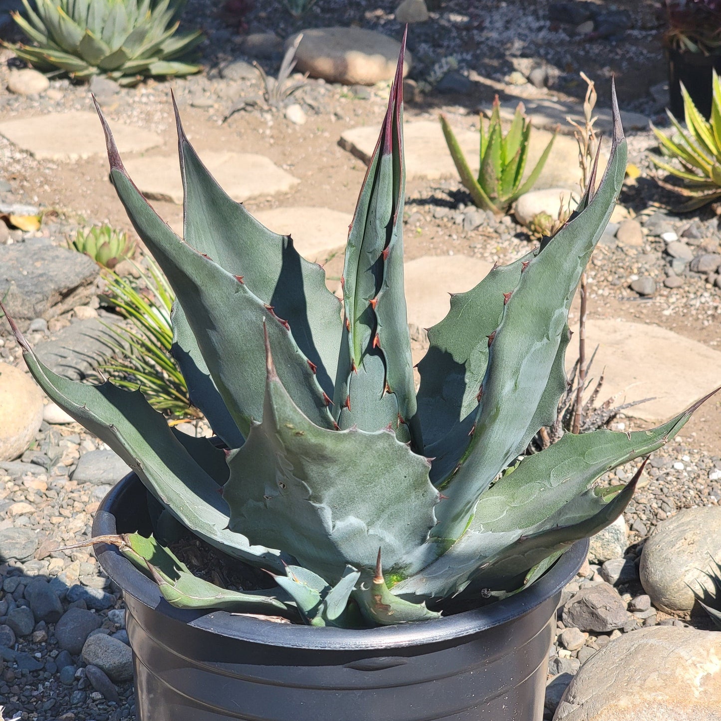 DesertScapeSucculent Agave 10"/ 5 Gal Agave Americana