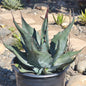 Agave Americana - 5 Gal Assorted - Agave - DesertScapeSucculent
