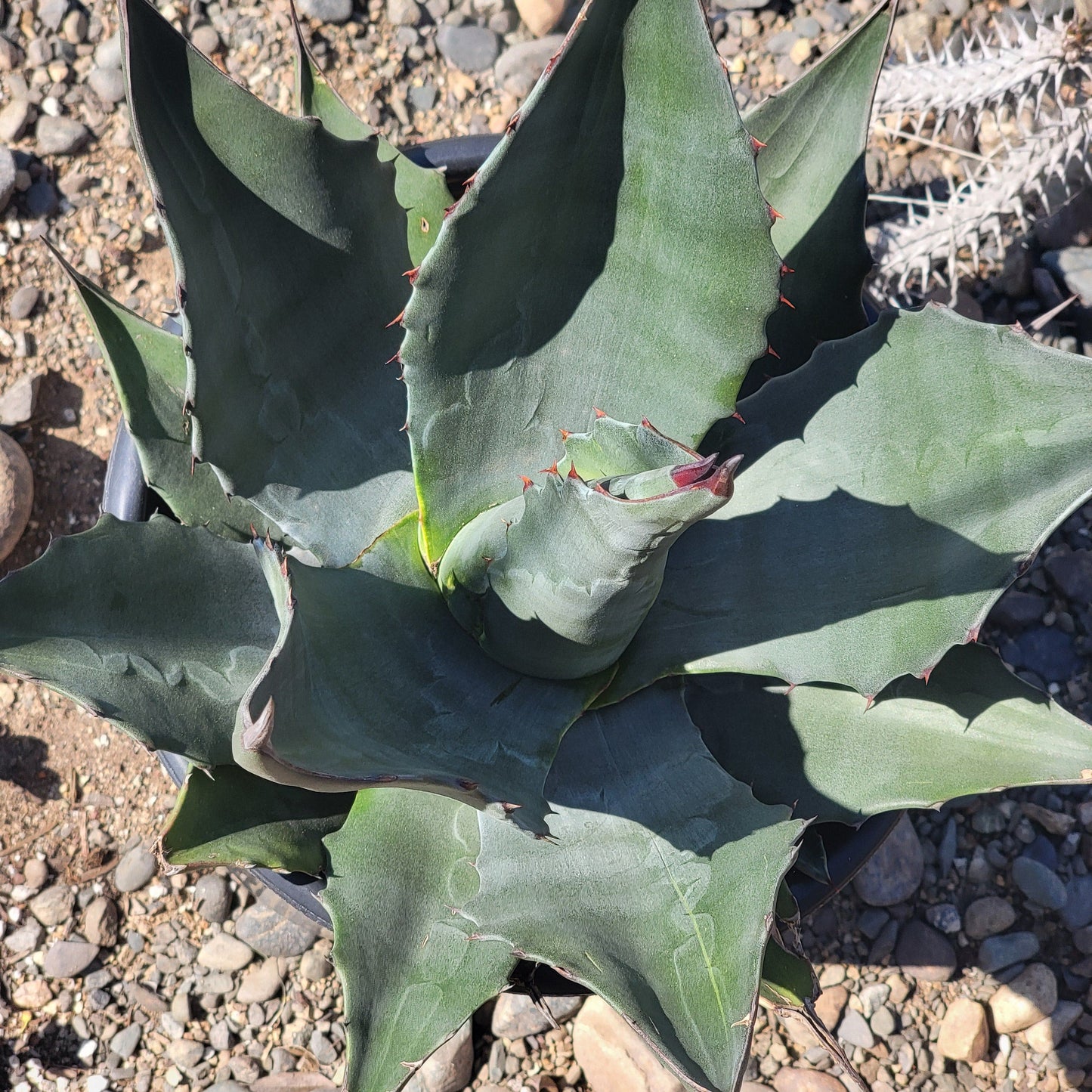 Agave Americana