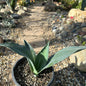Agave americana 'Blue Century Plant' - 1 Gal Assorted - Agave - DesertScapeSucculent