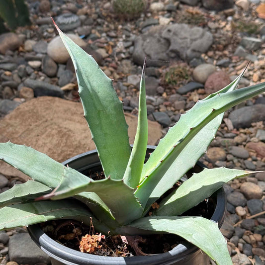 DesertScapeSucculent Agave 1 Gallon Agave americana 'Blue Century Plant'