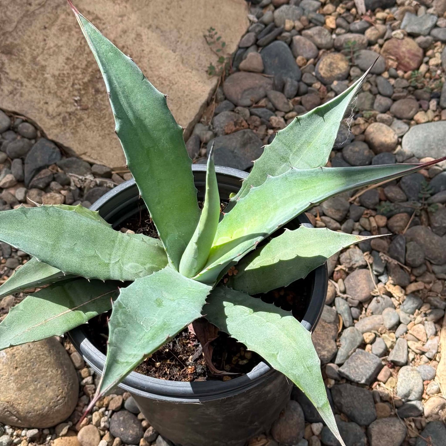 DesertScapeSucculent Agave 1 Gallon Agave americana 'Blue Century Plant'