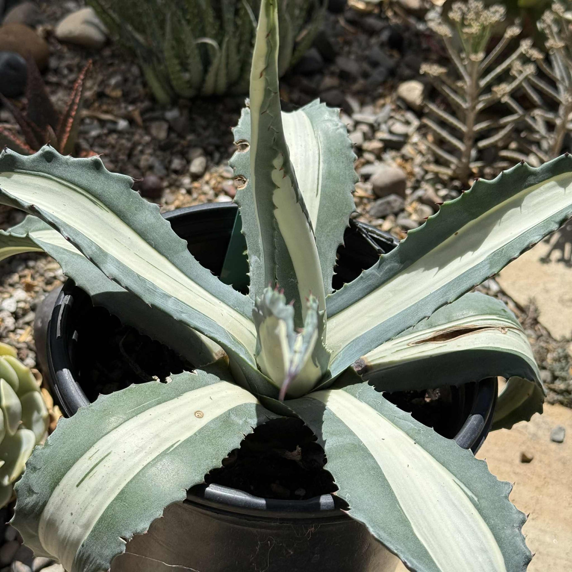 Agave americana medio-picta 'Alba' - 1 gal Assorted - Agave - DesertScapeSucculent