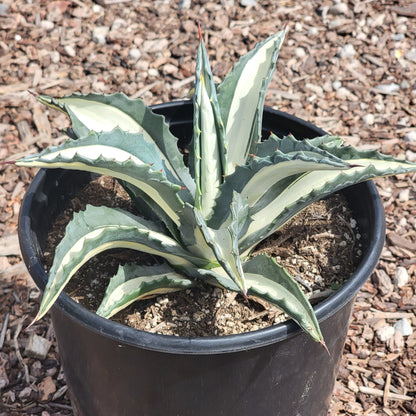 Agave americana medio-picta 'Alba'