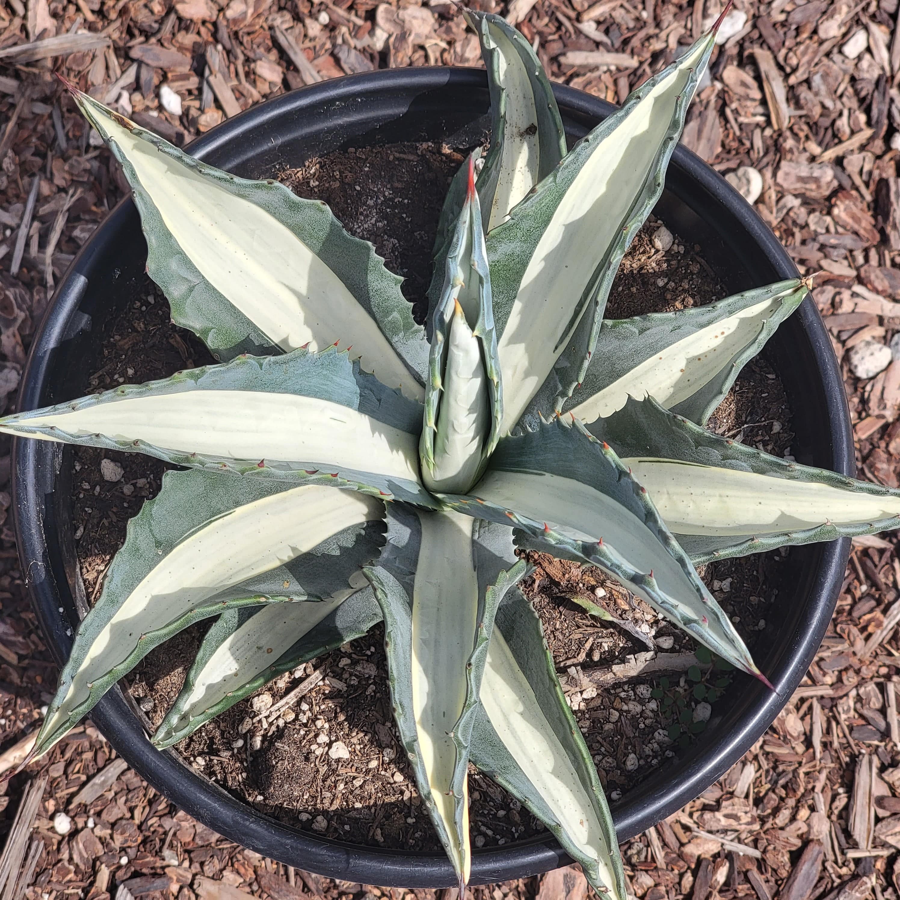 Agave americana v.expansa mediopicta pallida エクスパンサ パリーダ 美株 大株 アガベ