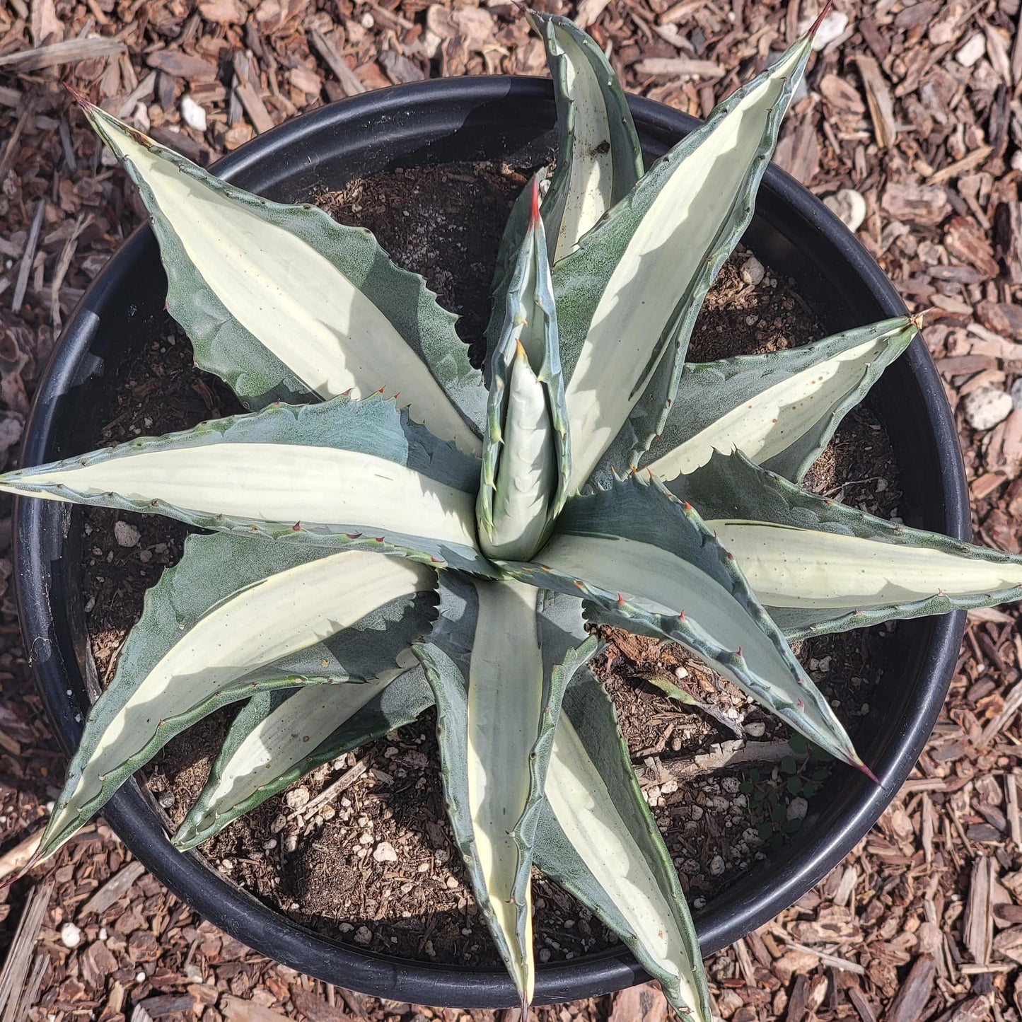 Agave americana medio-picta 'Alba'