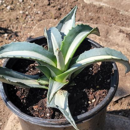 DesertScapeSucculent Agave Agave americana medio-picta 'Alba'