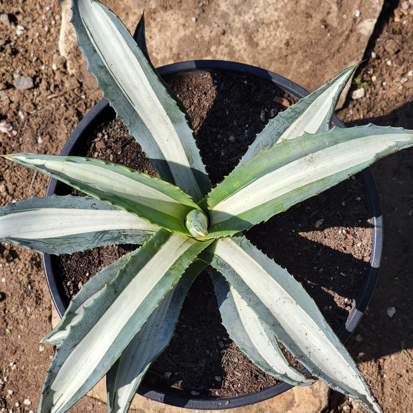 Agave americana medio-picta 'Alba'