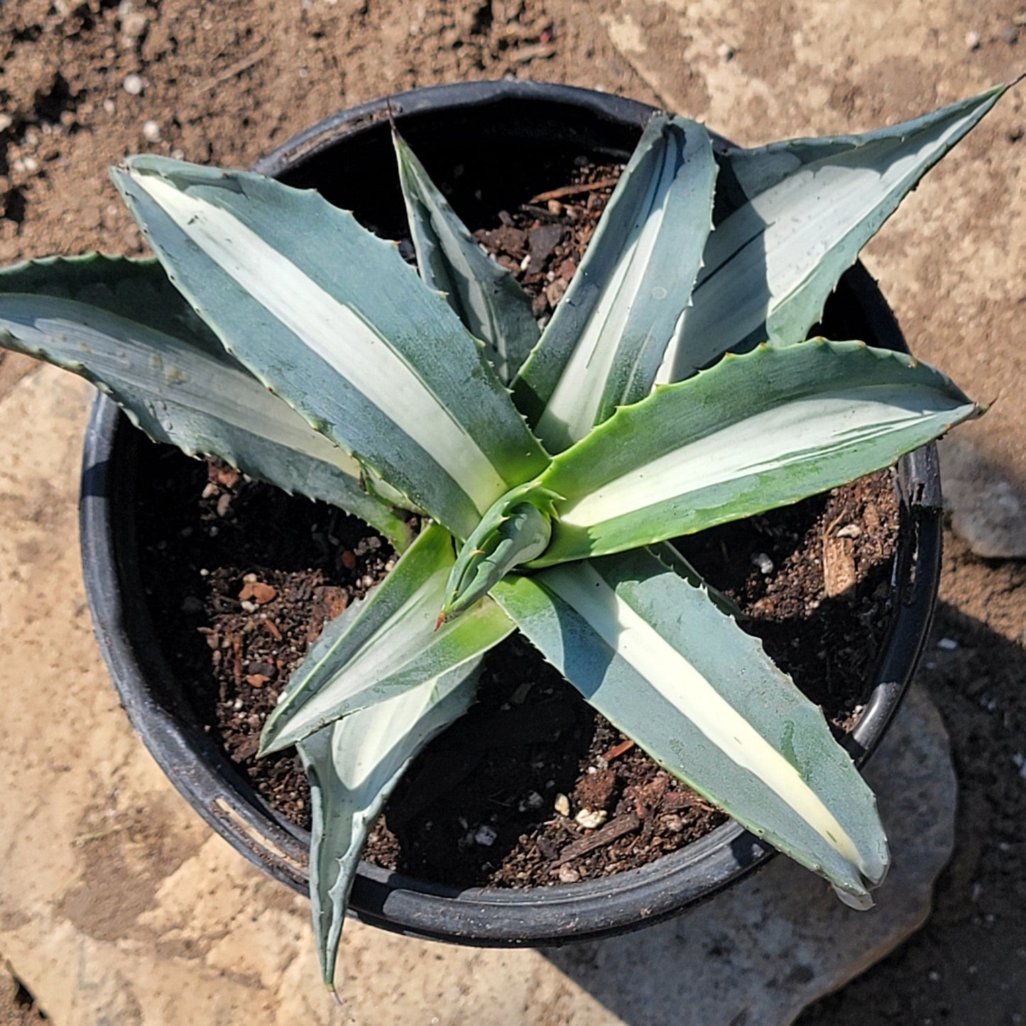 Agave americana medio-picta 'Alba'