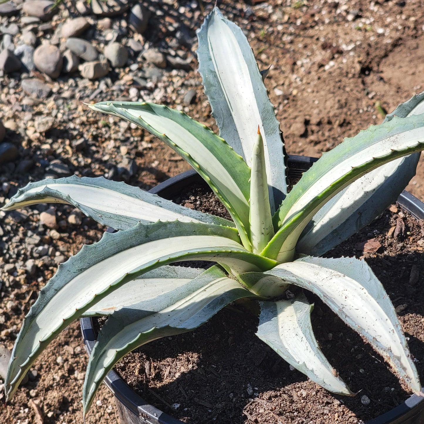 DesertScapeSucculent Agave 8"/2 gal Assorted Agave americana medio-picta 'Alba'