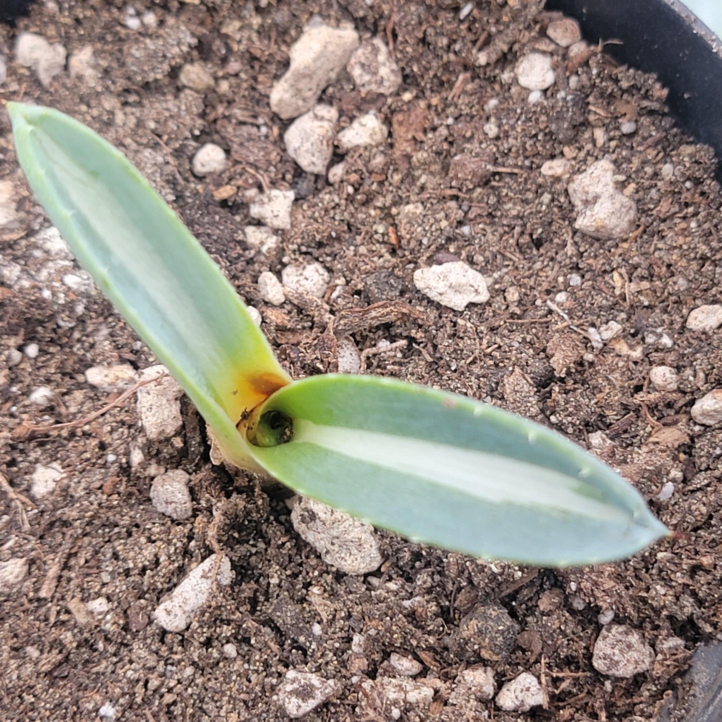 Agave americana medio-picta 'Alba'