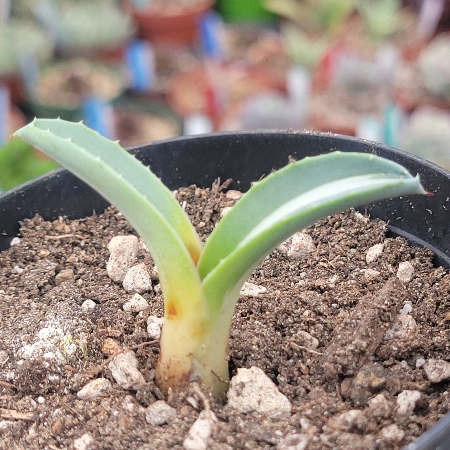 Agave americana medio-picta 'Alba'