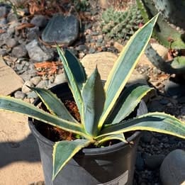 DesertScapeSucculent Agave 1 Gal Assorted Agave Americana Var.