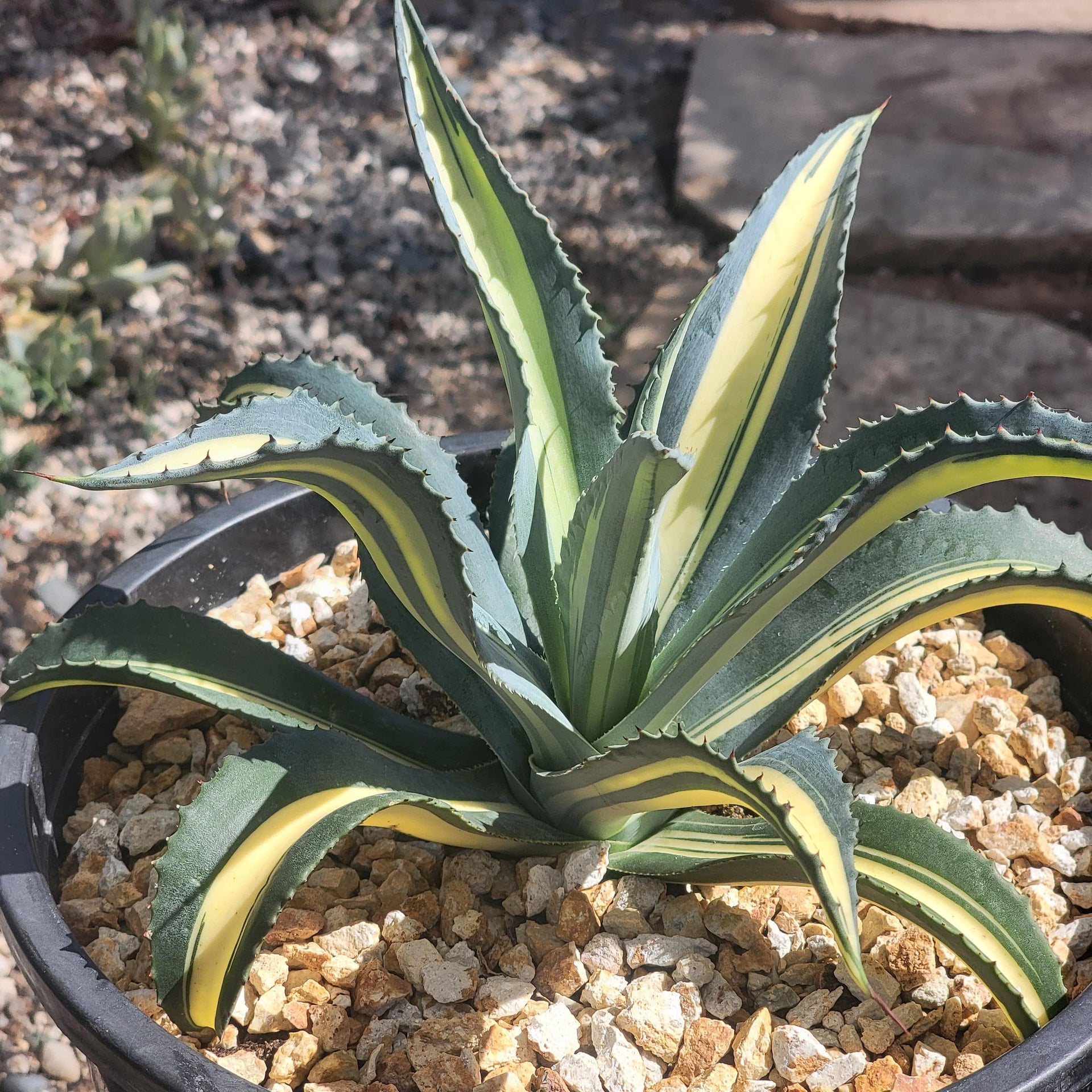 Agave Americana Var. – DesertScapeSucculent
