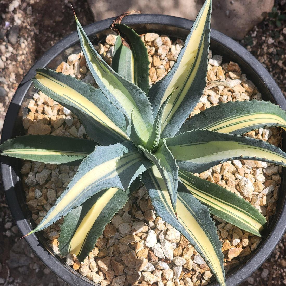 Agave Americana Var. – DesertScapeSucculent