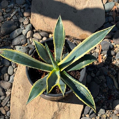 DesertScapeSucculent Agave 1 Gallon Agave 'Americana' Variegated