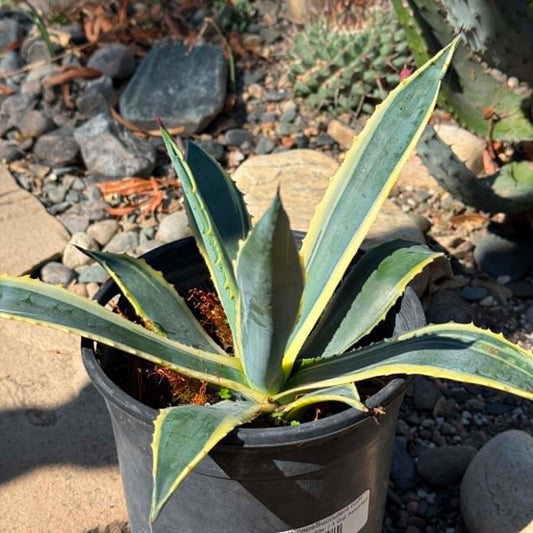 DesertScapeSucculent Agave 1 Gallon Agave 'Americana' Variegated