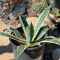 DesertScapeSucculent Agave 1 Gallon Agave 'Americana' Variegated